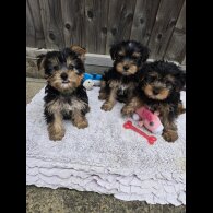 Yorkshire Terrier - Dogs
