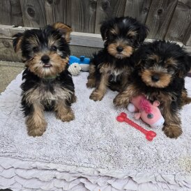 Yorkshire Terrier - Dogs