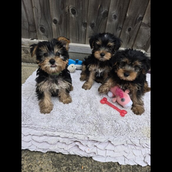 Yorkshire Terrier - Dogs