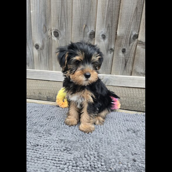 Yorkshire Terrier - Dogs