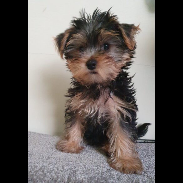Yorkshire Terrier - Both