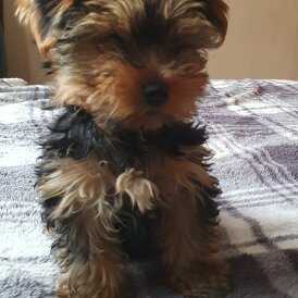 Yorkshire Terrier - Dogs
