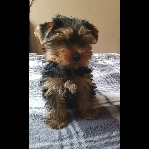 Yorkshire Terrier - Both