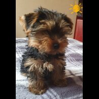 Yorkshire Terrier - Both