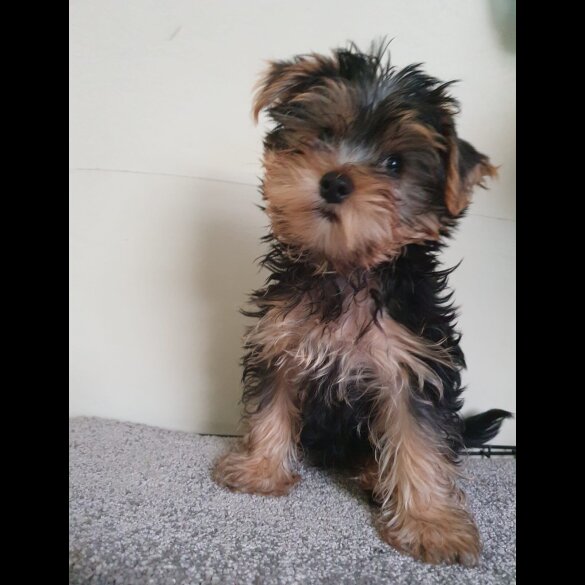 Yorkshire Terrier - Both