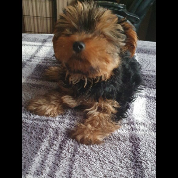 Yorkshire Terrier - Both