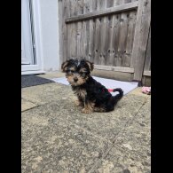 Yorkshire Terrier - Dogs