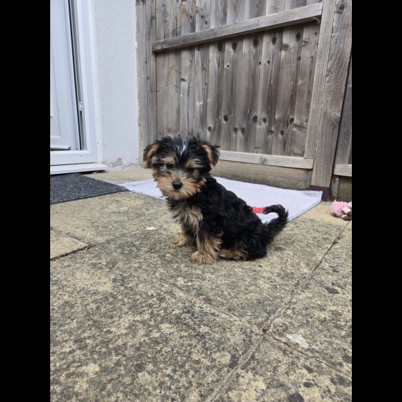 Yorkshire Terrier - Dogs