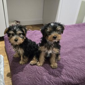 Yorkshire Terrier - Dogs