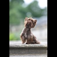 Yorkshire Terrier - Dogs