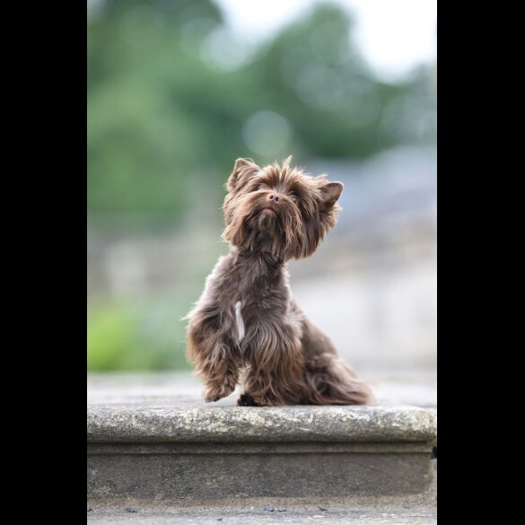 Yorkshire Terrier - Dogs