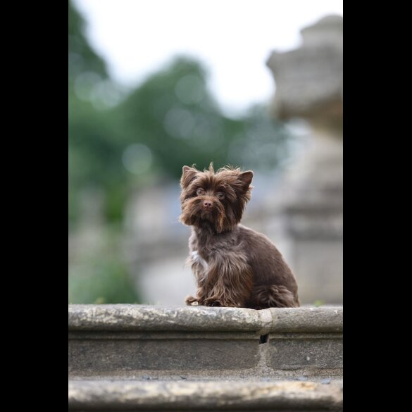 Yorkshire Terrier - Dogs