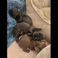 Yorkshire Terrier - Dogs