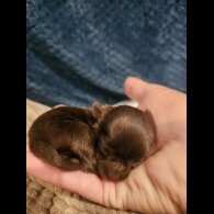 Yorkshire Terrier - Dogs