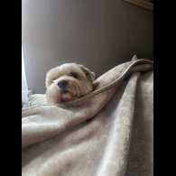 Yorkshire Terrier - Both