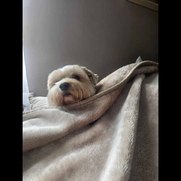 Yorkshire Terrier - Both