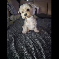 Yorkshire Terrier - Both