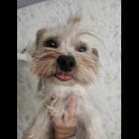 Yorkshire Terrier - Both