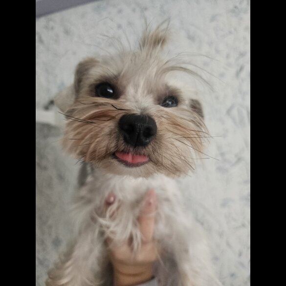 Yorkshire Terrier - Both