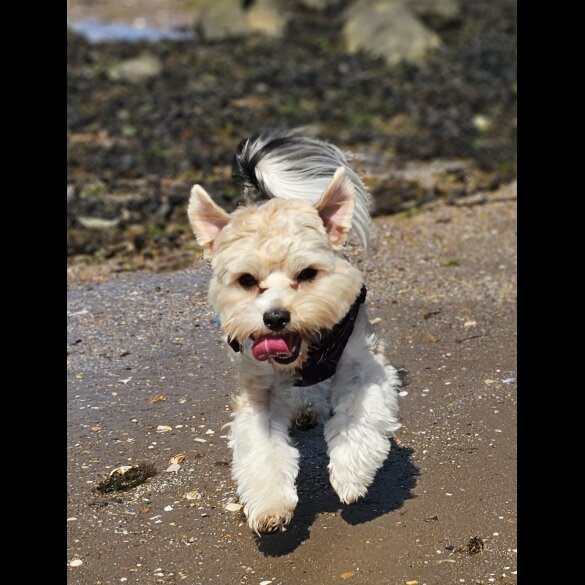 Yorkshire Terrier - Both