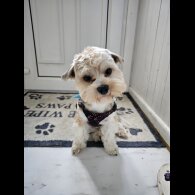 Yorkshire Terrier - Both
