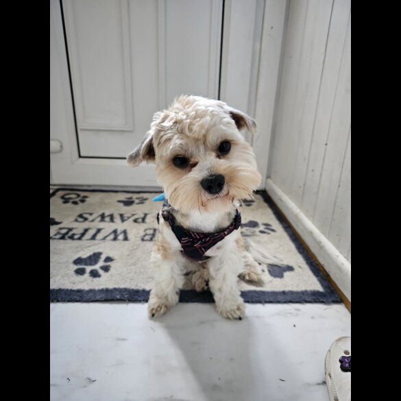 Yorkshire Terrier - Both