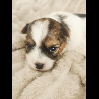 Yorkshire Terrier - Both