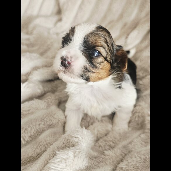 Yorkshire Terrier - Both