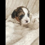 Yorkshire Terrier - Both