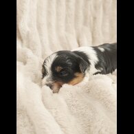 Yorkshire Terrier - Both