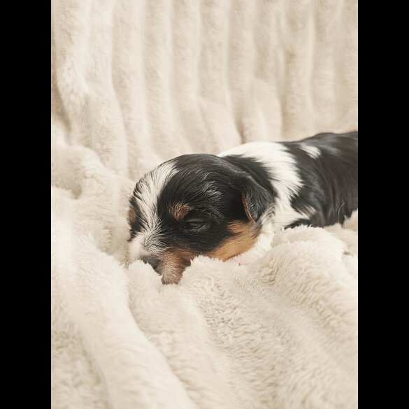 Yorkshire Terrier - Both