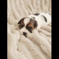 Yorkshire Terrier - Both