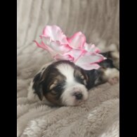 Yorkshire Terrier - Both