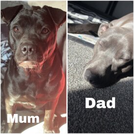 Staffordshire Bull Terrier - Both
