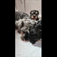 Schnoodle - Both