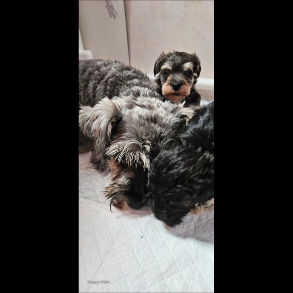 Schnoodle - Both