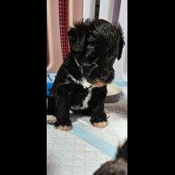 Schnoodle - Both