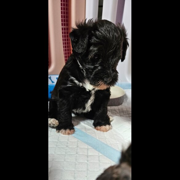 Schnoodle - Both
