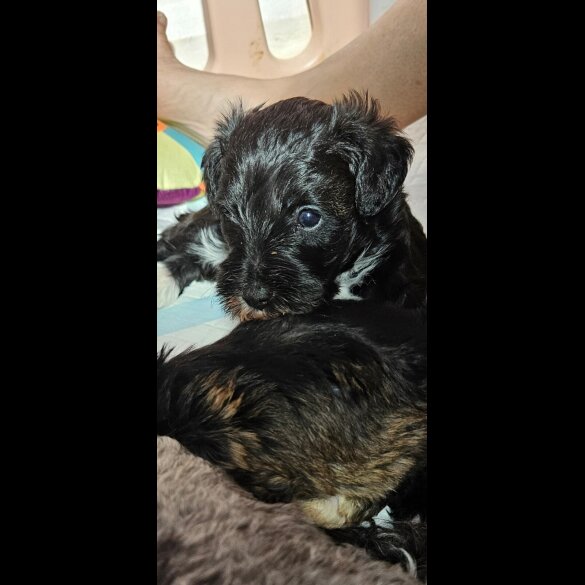 Schnoodle - Both