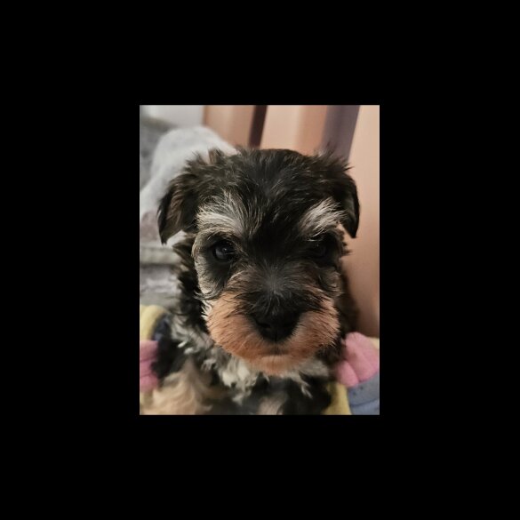 Schnoodle - Both