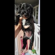 Schnoodle - Both
