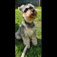 Schnoodle - Both