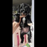 Schnoodle - Both