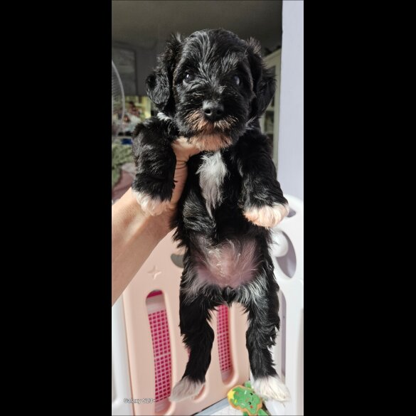 Schnoodle - Both