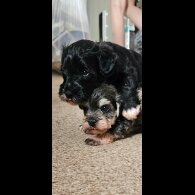 Schnoodle - Both