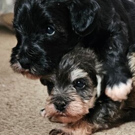 Schnoodle - Both