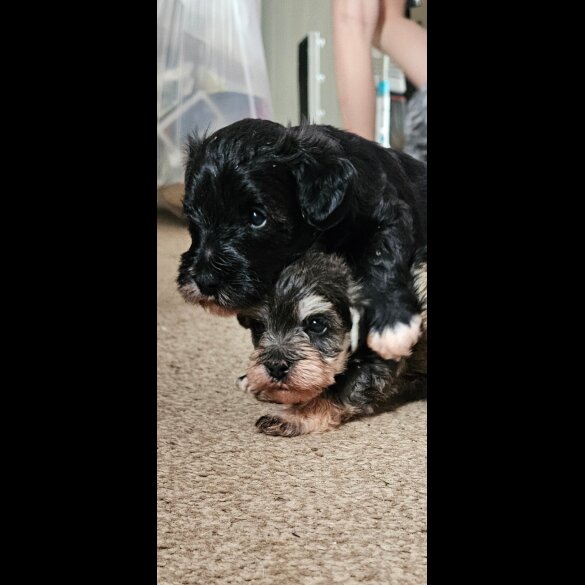 Schnoodle - Both