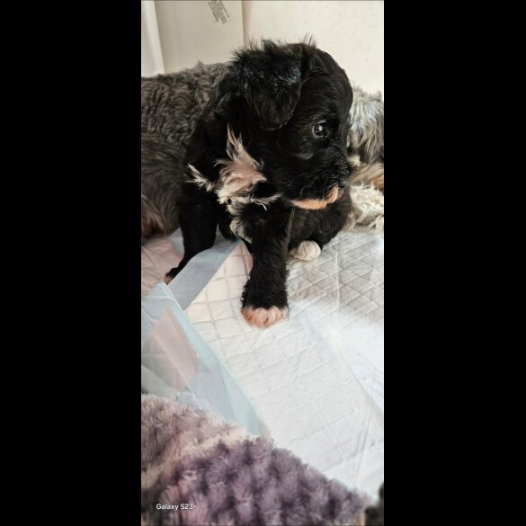 Schnoodle - Both