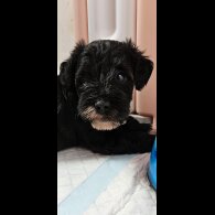 Schnoodle - Both
