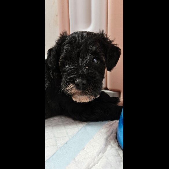 Schnoodle - Both